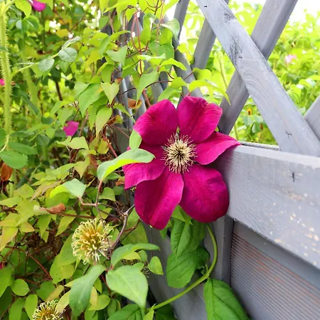 Apartment, Trassenheide